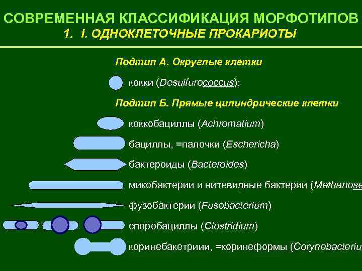 СОВРЕМЕННАЯ КЛАССИФИКАЦИЯ МОРФОТИПОВ 1. I. ОДНОКЛЕТОЧНЫЕ ПРОКАРИОТЫ Подтип А. Округлые клетки • кокки (Desulfurococcus);