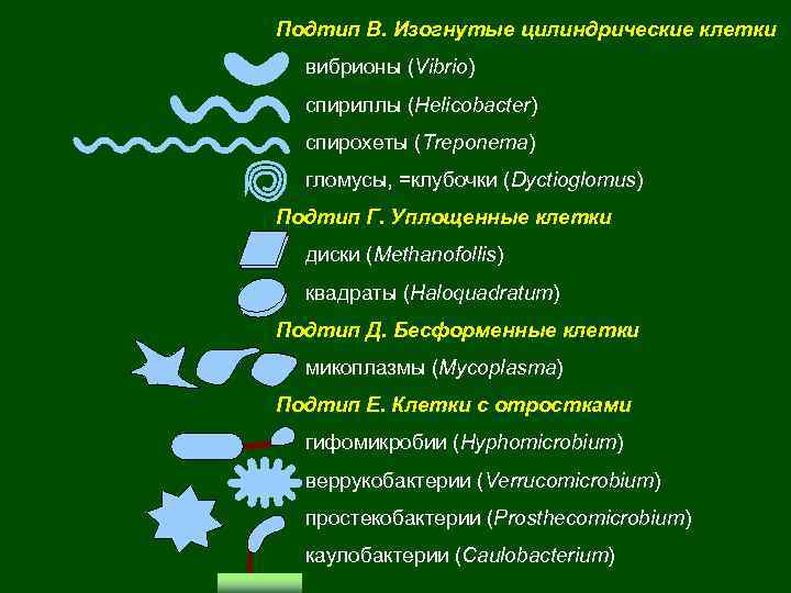 Подтип В. Изогнутые цилиндрические клетки • вибрионы (Vibrio) • спириллы (Helicobacter) • спирохеты (Treponema)