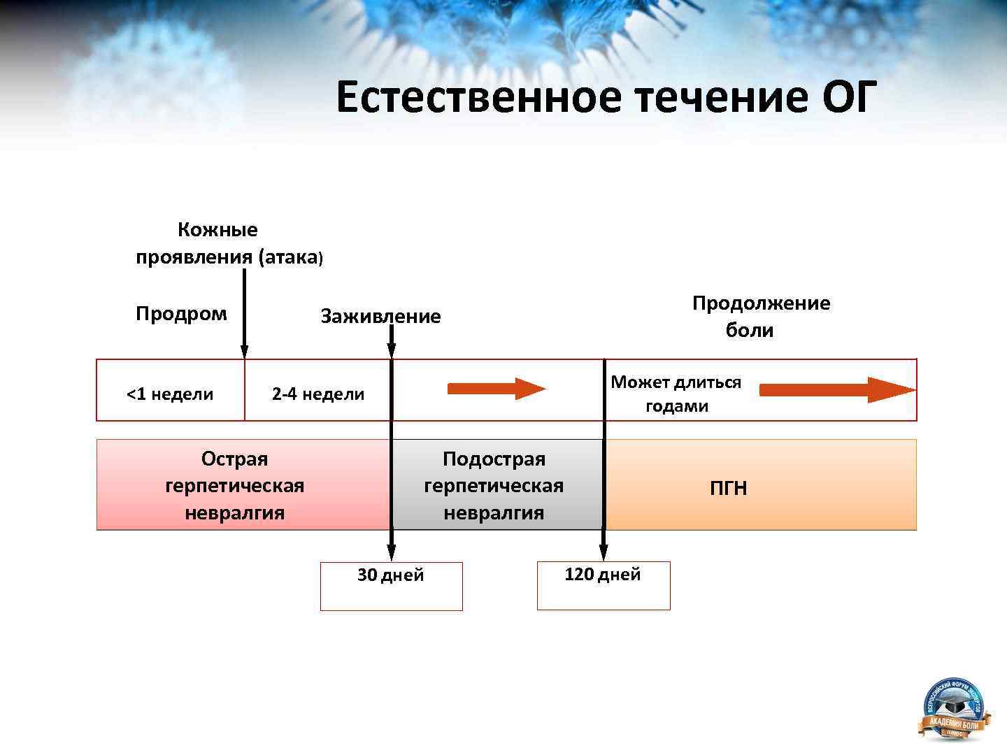 Естественное течение ОГ Кожные проявления (атака) Продром <1 недели Продолжение боли Заживление Может длиться