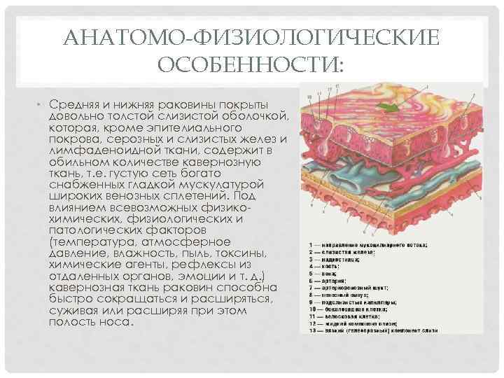 АНАТОМО-ФИЗИОЛОГИЧЕСКИЕ ОСОБЕННОСТИ: • Средняя и нижняя раковины покрыты довольно толстой слизистой оболочкой, которая, кроме