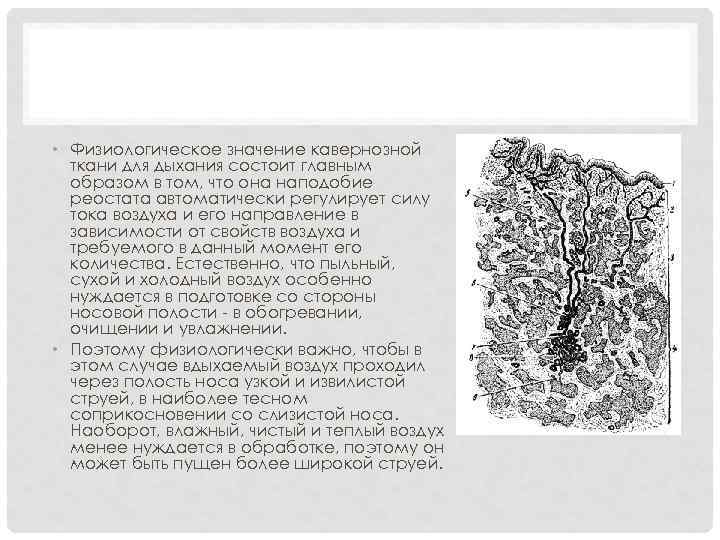  • Физиологическое значение кавернозной ткани для дыхания состоит главным образом в том, что
