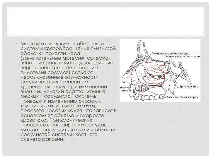  • Морфологические особенности системы кровообращения слизистой оболочки полости носа (замыкательные артерии, артериовенозные анастомозы,