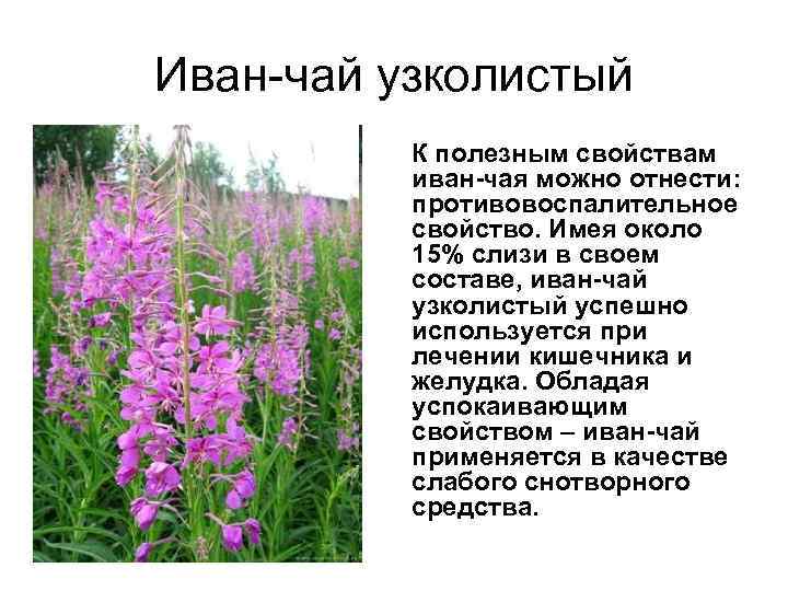 Иван-чай узколистый К полезным свойствам иван-чая можно отнести: противовоспалительное свойство. Имея около 15% слизи