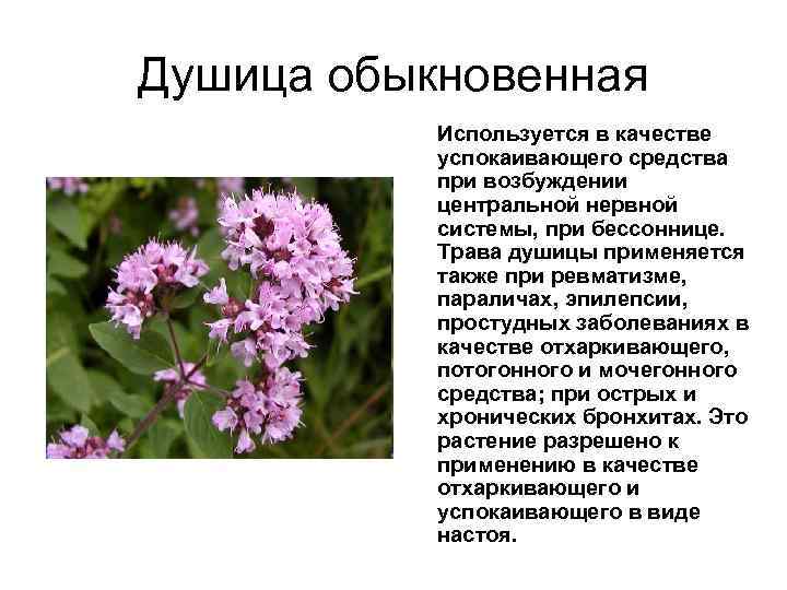Душица обыкновенная Используется в качестве успокаивающего средства при возбуждении центральной нервной системы, при бессоннице.