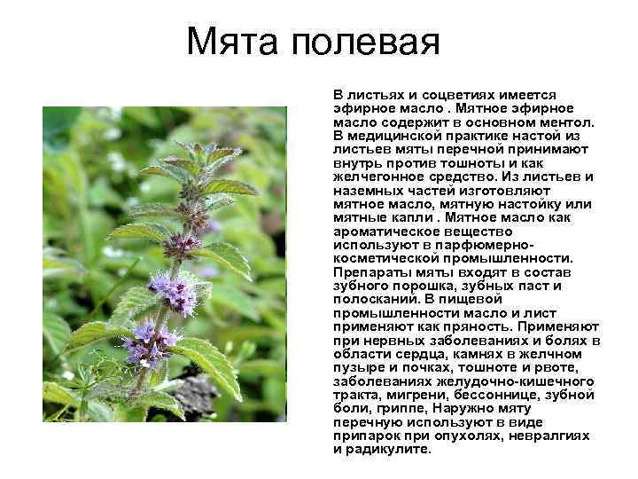 Мята полевая В листьях и соцветиях имеется эфирное масло. Мятное эфирное масло содержит в