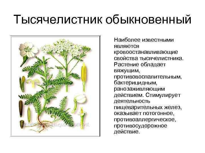 Какое растение обладает