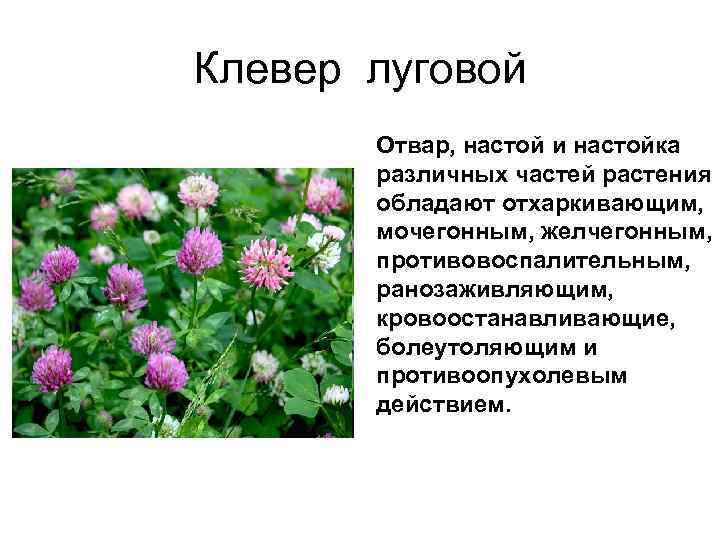 Клевер луговой Отвар, настой и настойка различных частей растения обладают отхаркивающим, мочегонным, желчегонным, противовоспалительным,