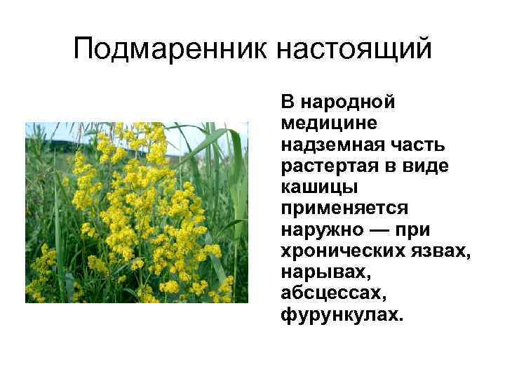 Подмаренник настоящий В народной медицине надземная часть растертая в виде кашицы применяется наружно —