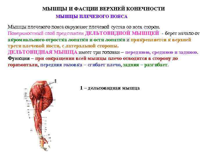 МЫШЦЫ И ФАСЦИИ ВЕРХНЕЙ КОНЕЧНОСТИ МЫШЦЫ ПЛЕЧЕВОГО ПОЯСА Мышцы плечевого пояса окружают плечевой сустав