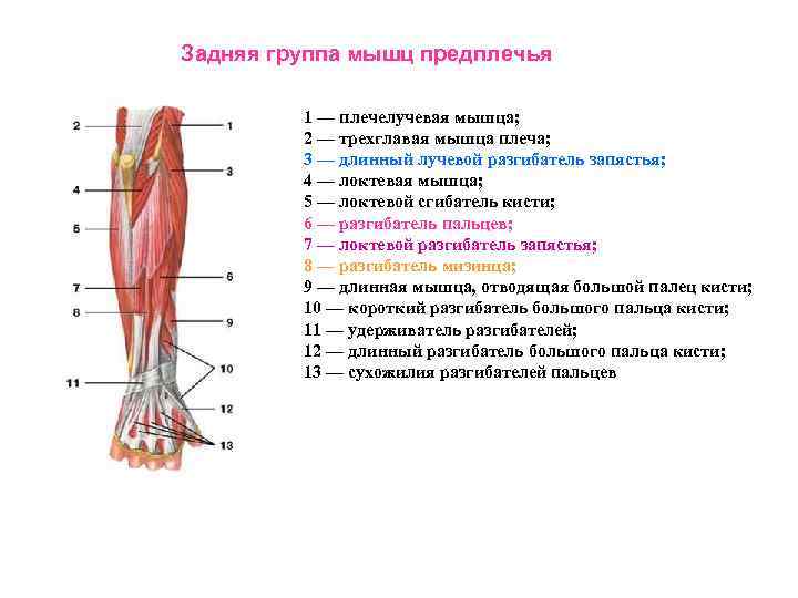 Передняя группа мышц предплечья