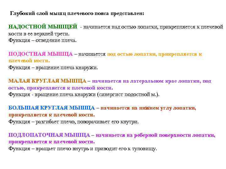 Глубокий слой мышц плечевого пояса представлен: НАДОСТНОЙ МЫШЦЕЙ - начинается над остью лопатки, прикрепляется