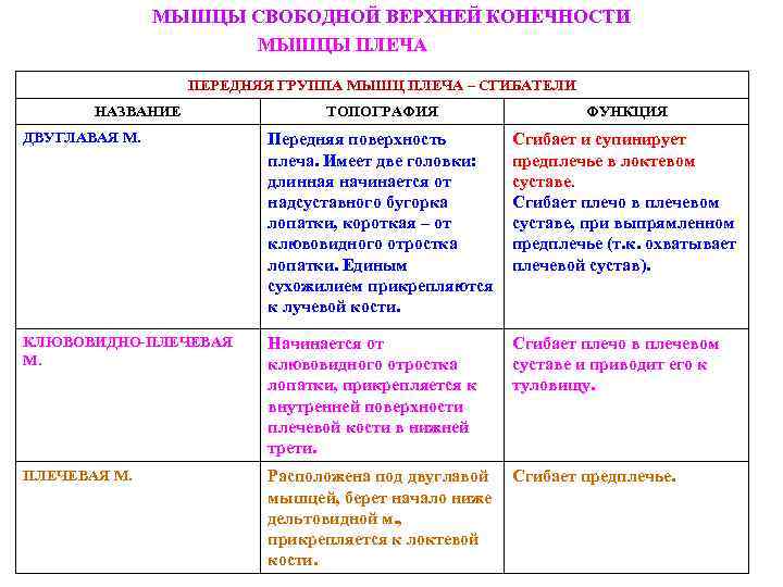 МЫШЦЫ СВОБОДНОЙ ВЕРХНЕЙ КОНЕЧНОСТИ МЫШЦЫ ПЛЕЧА ПЕРЕДНЯЯ ГРУППА МЫШЦ ПЛЕЧА – СГИБАТЕЛИ НАЗВАНИЕ ТОПОГРАФИЯ