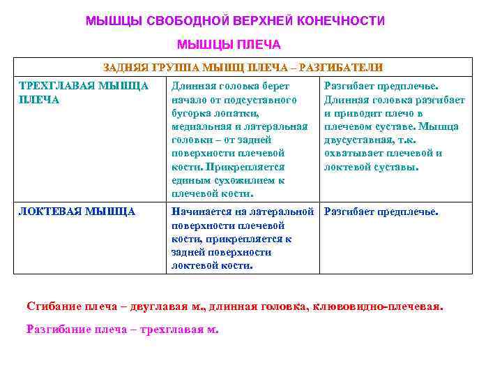 МЫШЦЫ СВОБОДНОЙ ВЕРХНЕЙ КОНЕЧНОСТИ МЫШЦЫ ПЛЕЧА ЗАДНЯЯ ГРУППА МЫШЦ ПЛЕЧА – РАЗГИБАТЕЛИ ТРЕХГЛАВАЯ МЫШЦА