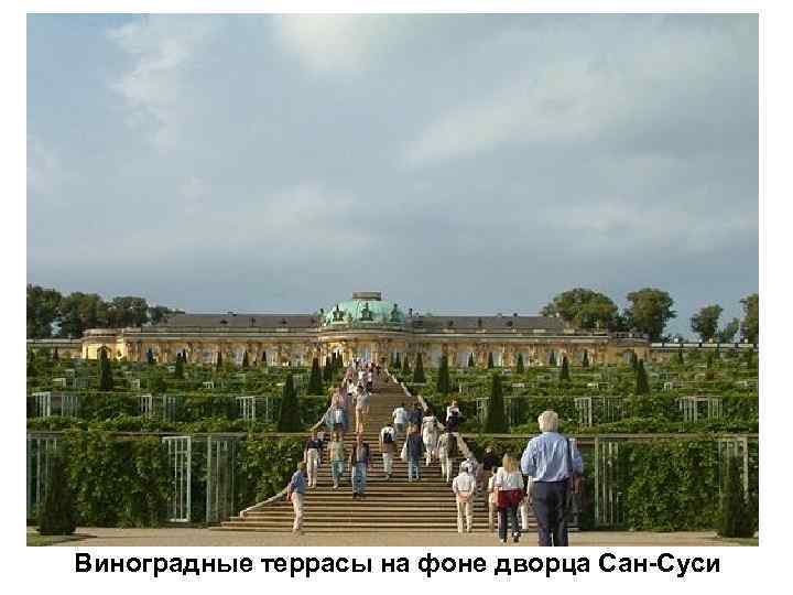 Виноградные террасы на фоне дворца Сан-Суси 