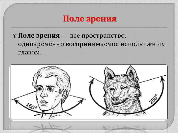Поле зрения — все пространство, одновременно воспринимаемое неподвижным глазом. 