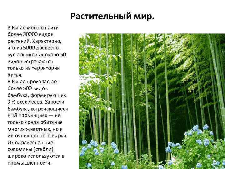 Растительный мир. В Китае можно найти более 30000 видов растений. Характерно, что из 5000
