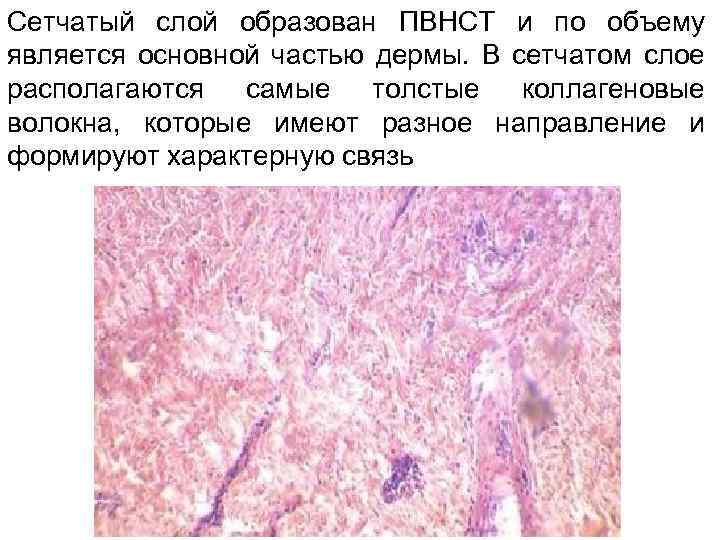 Чем обусловлен папиллярный рисунок кожи гистология