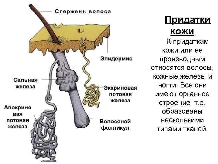 Придатки кожи К придаткам кожи или ее производным относятся волосы, кожные железы и ногти.