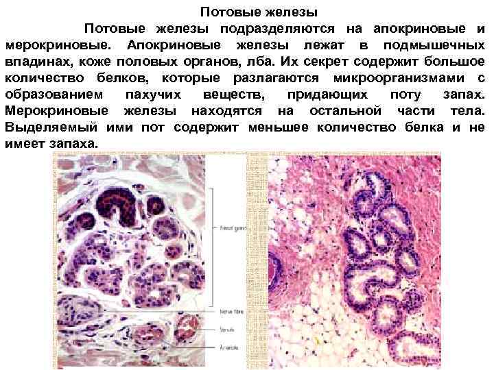 Потовая железа