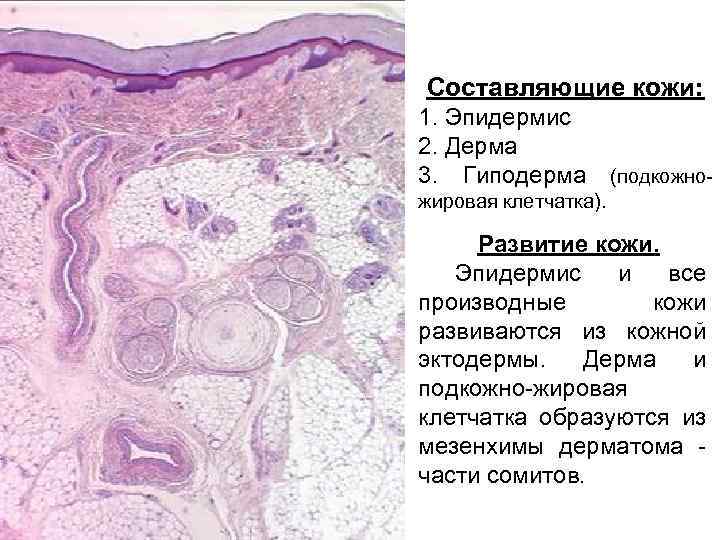 Чем обусловлен папиллярный рисунок кожи гистология