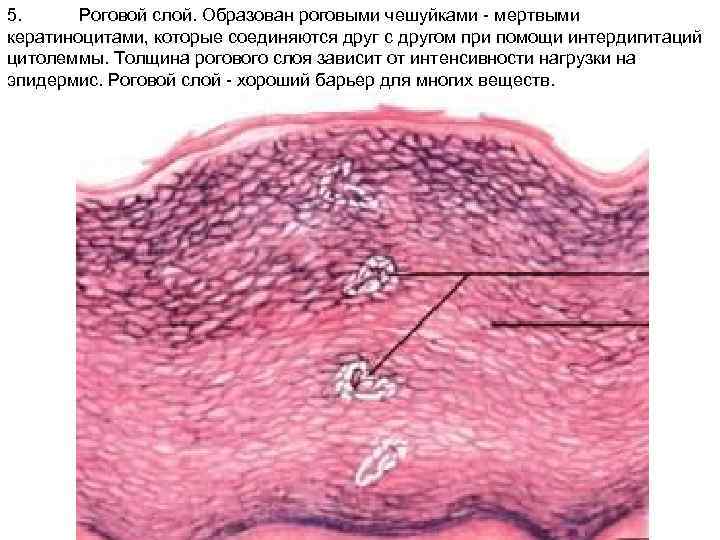 Чем обусловлен папиллярный рисунок кожи гистология