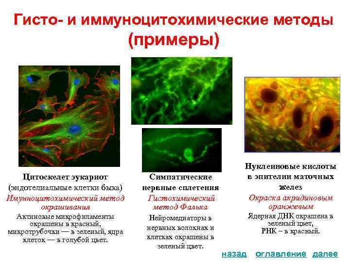 Гисто- и иммуноцитохимические методы (примеры) . . Цитоскелет эукариот (эндотелиальные клетки быка) Имунноцитохимический метод