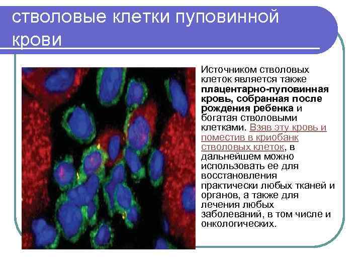 стволовые клетки пуповинной крови l l Источником стволовых клеток является также плацентарно-пуповинная кровь, собранная