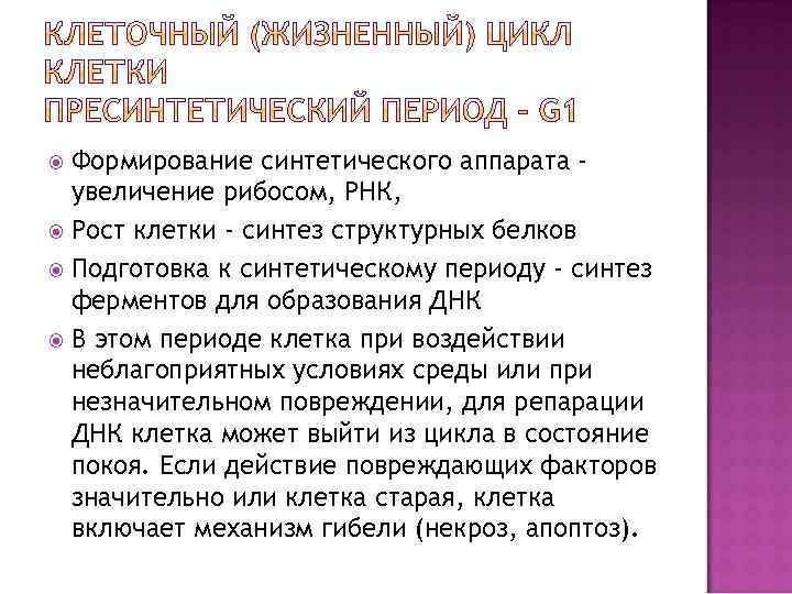 Формирование синтетического аппарата увеличение рибосом, РНК, Рост клетки - синтез структурных белков Подготовка к