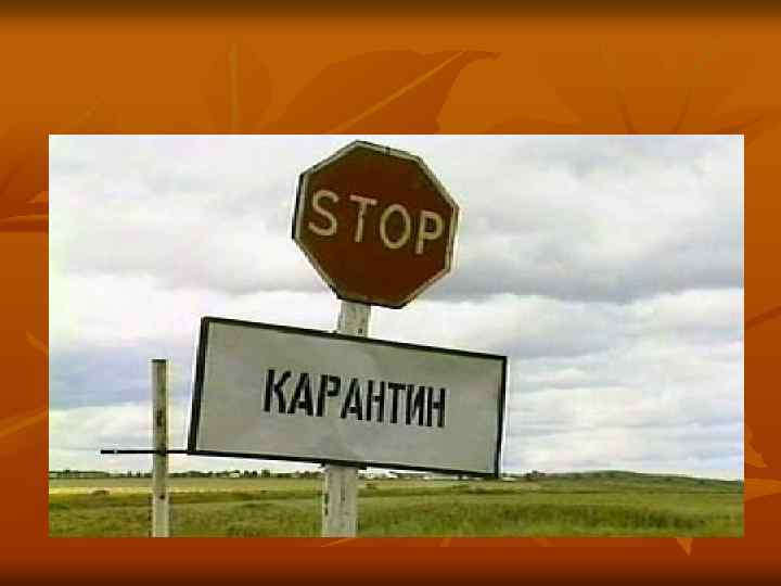 По результатам исследований животных разделяют: явно больные; n подозрительные по заболеванию с неясными симптомами