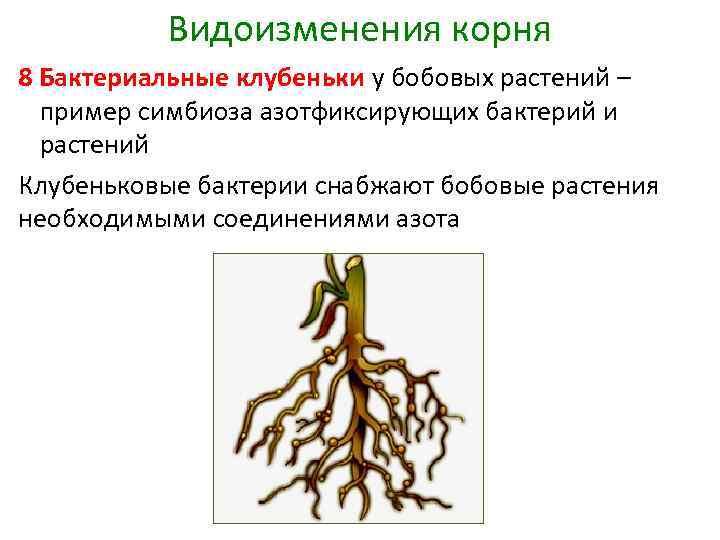 Видоизменения корня 8 Бактериальные клубеньки у бобовых растений – пример симбиоза азотфиксирующих бактерий и