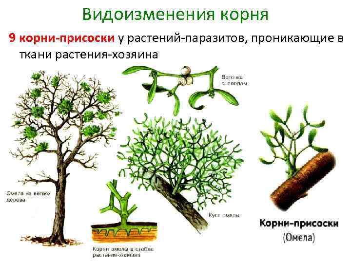 Видоизменения корня 9 корни-присоски у растений-паразитов, проникающие в ткани растения-хозяина 