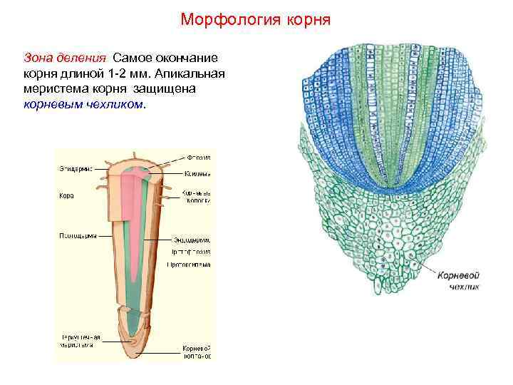 Морфология корня Зона деления. Самое окончание корня длиной 1 -2 мм. Апикальная меристема корня