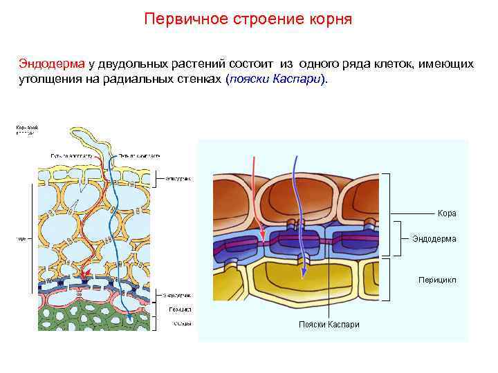 Первичное строение корня Эндодерма у двудольных растений состоит из одного ряда клеток, имеющих утолщения