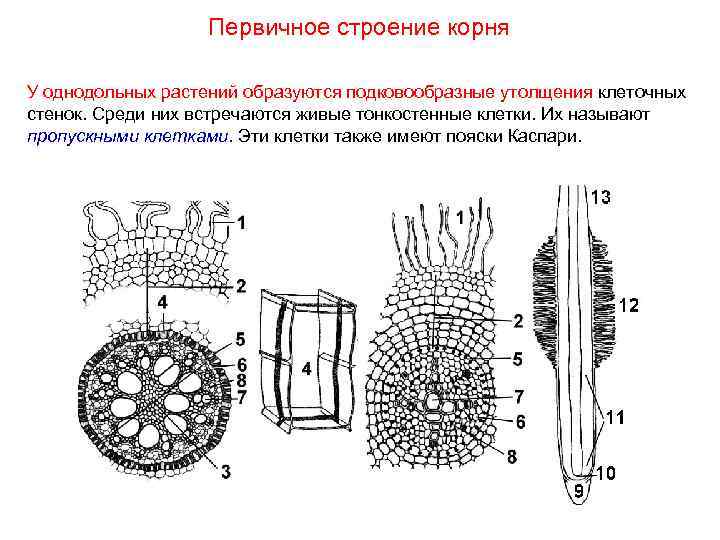 Первичное строение корня У однодольных растений образуются подковообразные утолщения клеточных стенок. Среди них встречаются