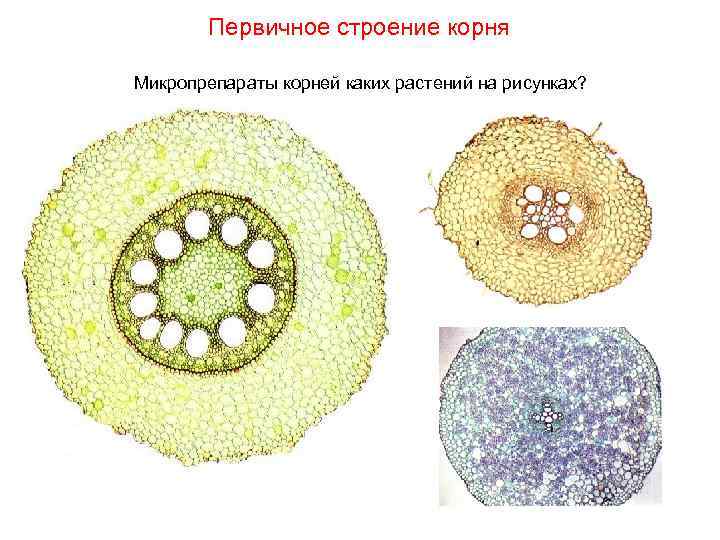 Первичное строение корня Микропрепараты корней каких растений на рисунках? 