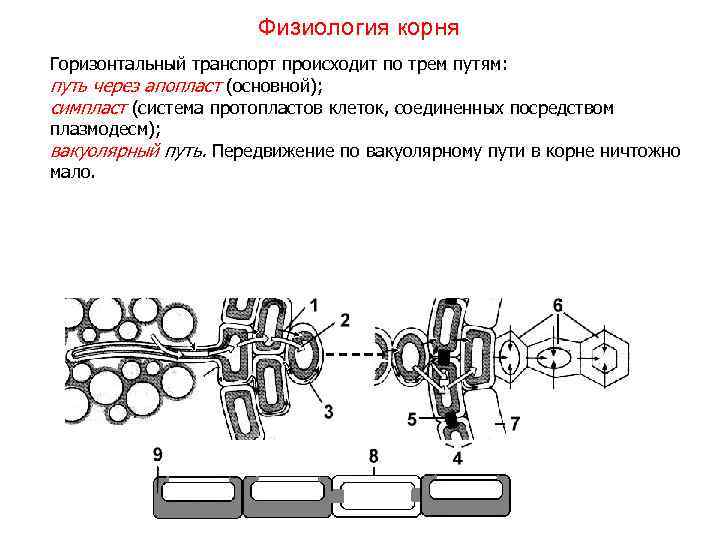 Физиология корня Горизонтальный транспорт происходит по трем путям: путь через апопласт (основной); симпласт (система