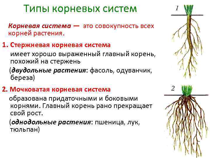 Типы корневых систем Корневая система — это совокупность всех корней растения. 1. Стержневая корневая