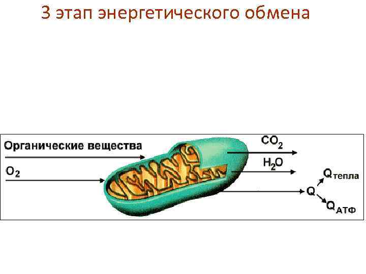 3 этап энергетического обмена 