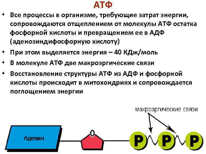 Молекулярные процессы расщепления презентация 11 класс пономарева