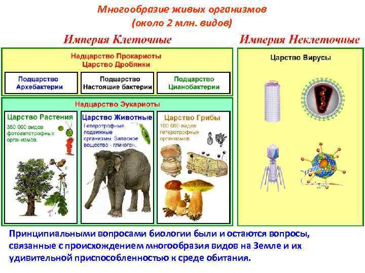Многообразие живых организмов (около 2 млн. видов) Принципиальными вопросами биологии были и остаются вопросы,