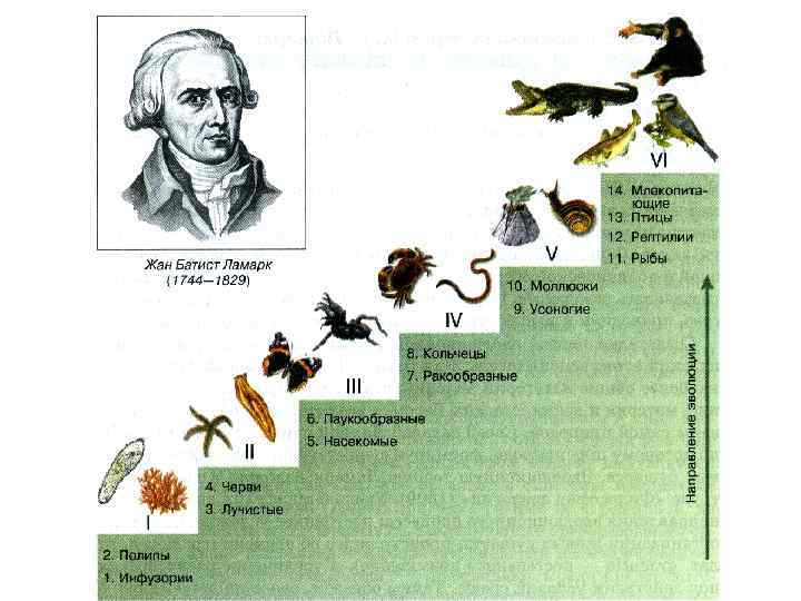 Систематика Ламарка. Классификация живых организмов насекомые. Систематика животных по Ламарку таблица.