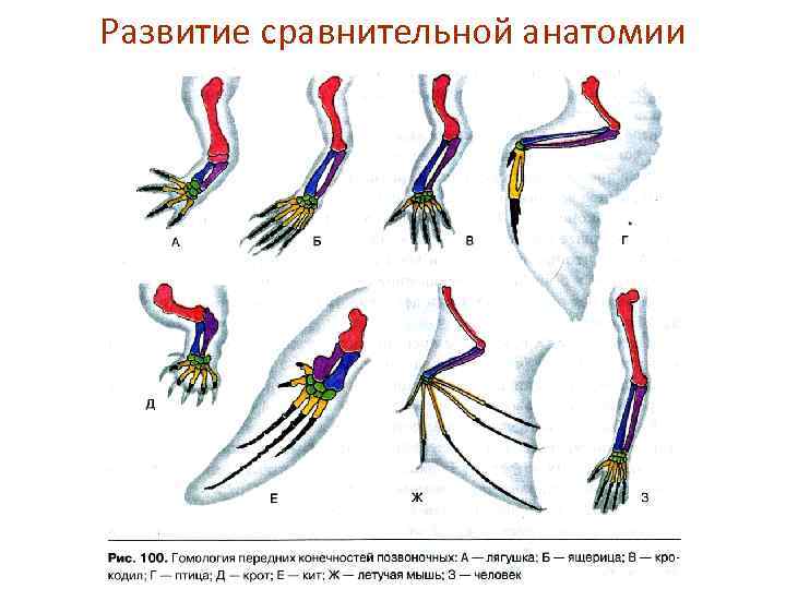 Развитие сравнения. Сравнительная анатомия. Методы сравнительной анатомии. Развитие сравнительной анатомии и морфологии животных. Данные сравнительной анатомии.