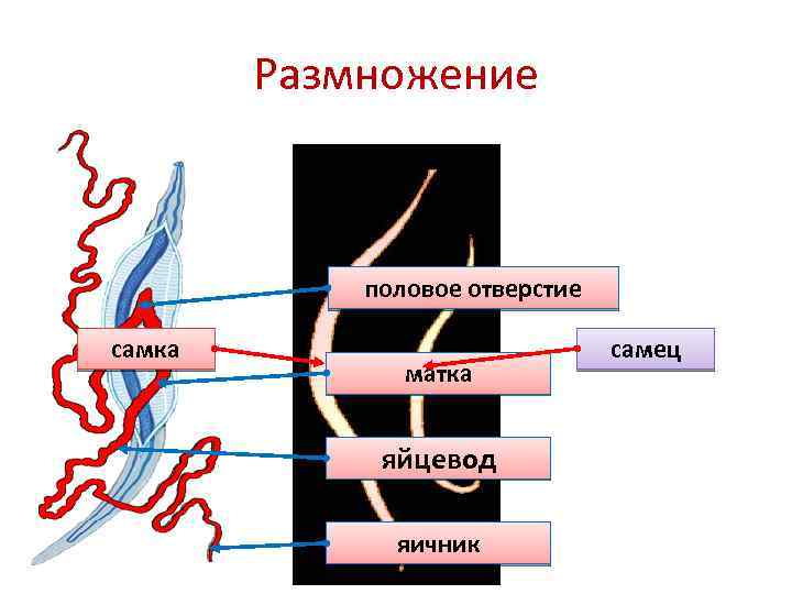 Размножение половое отверстие самка матка яйцевод яичник самец 