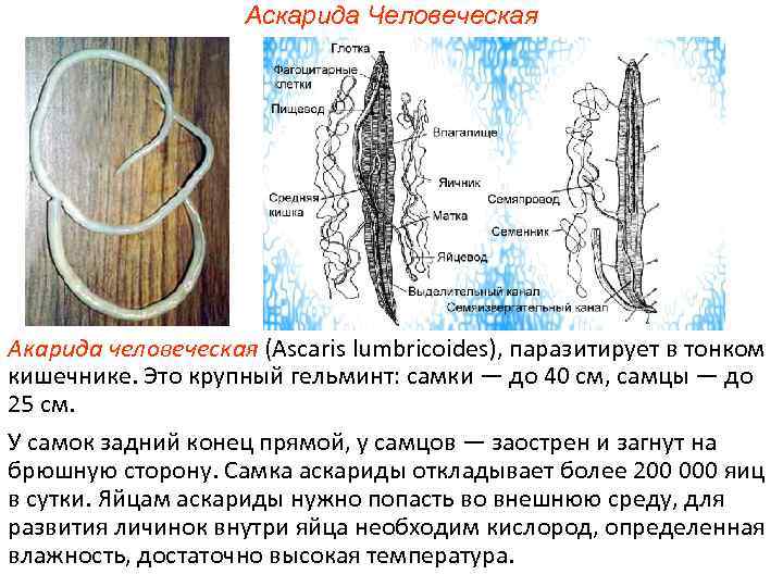 Аскарида диагностика