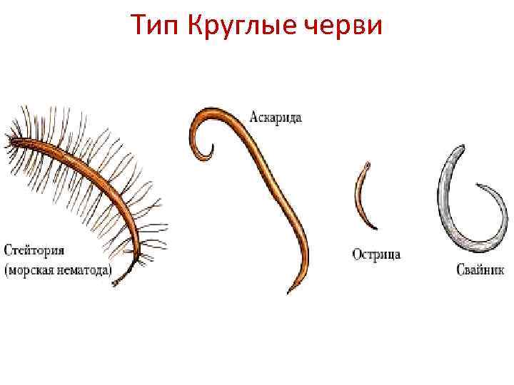 Типы червей картинки