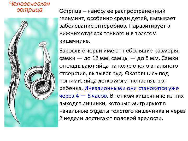 Человеческая острица Острица – наиболее распространенный гельминт, особенно среди детей, вызывает заболевание энтеробиоз. Паразитирует