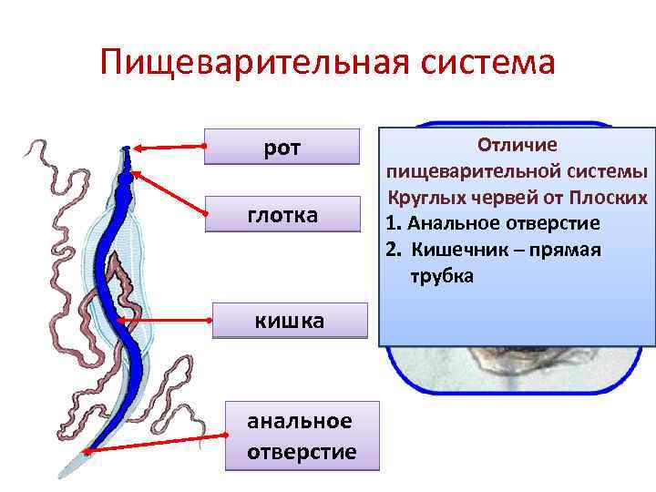 Дыхательная система круглых червей