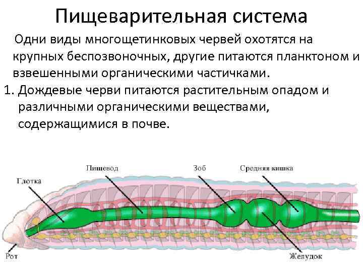 Транспорт веществ у червей. Строение пищеварительной системы многощетинковых червей. Кровеносная система многощетинковых червей схема.