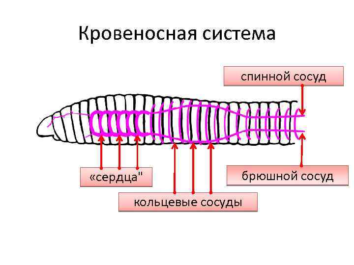 Плоские черви кровеносная система