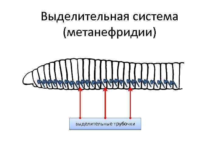 Выделительная система кольчатых червей